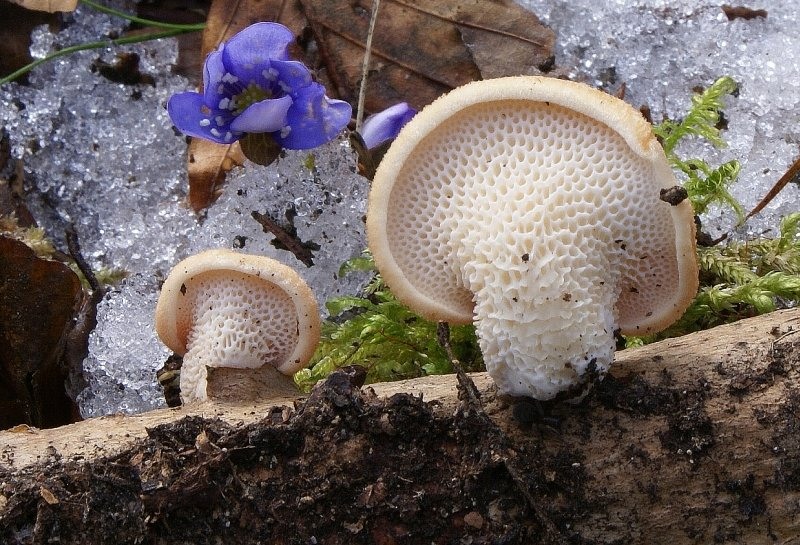 Polyporus alveolaris? (Polyporus alveolaris)